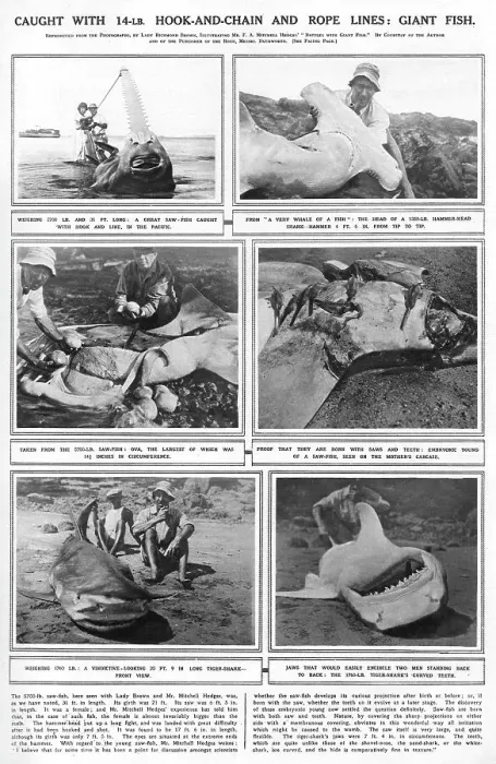 Framed Print : Explorer Sealife Giant Fish Corpse Pregnant Saw Framed Print : Explorer Sealife Giant Fish Corpse Pregnant Saw