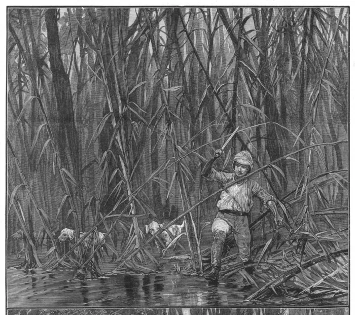 Framed Print : Exploring Bamboo Jungle Framed Print : Exploring Bamboo Jungle