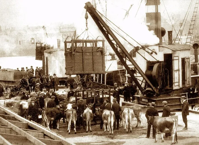Framed Print : Exporting cows from Jersey, early 1900s Framed Print : Exporting cows from Jersey, early 1900s