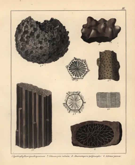Framed Print : Extinct coral and sponge fossils Framed Print : Extinct coral and sponge fossils
