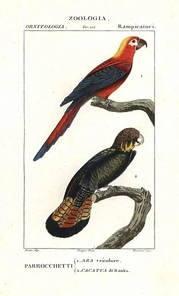 Extinct Cuban red macaw, Ara tricolor