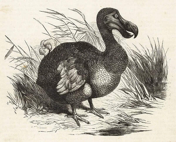 Extinct flightless bird, the Dodo, Raphus cucullatus