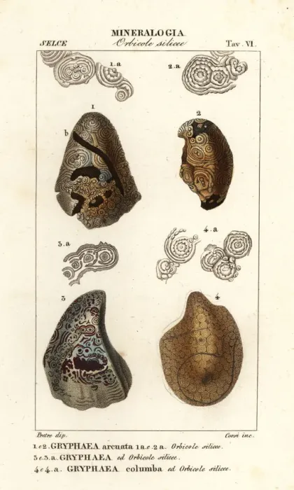 Framed Print : Extinct foam oysters or devils toenails, Gyphaea species Framed Print : Extinct foam oysters or devils toenails, Gyphaea species