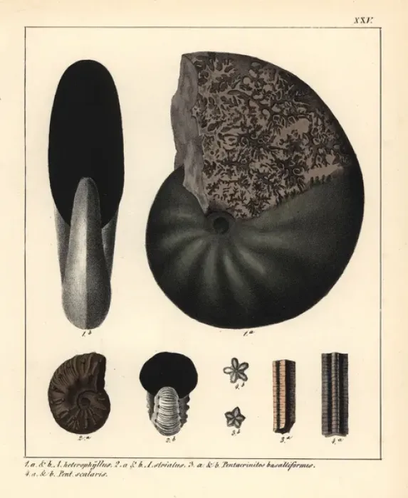 Framed Print : Extinct fossil ammonites Framed Print : Extinct fossil ammonites