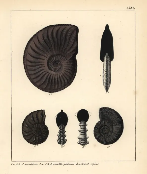 Framed Print : Extinct fossil Ammonites amaltheus, A gibbosus and A ziphus Framed Print : Extinct fossil Ammonites amaltheus, A gibbosus and A ziphus