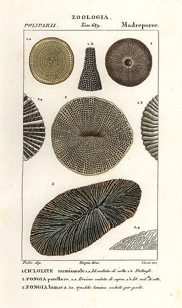 Extinct fossil coral Palaeocyclus porpita 1, and Fungia