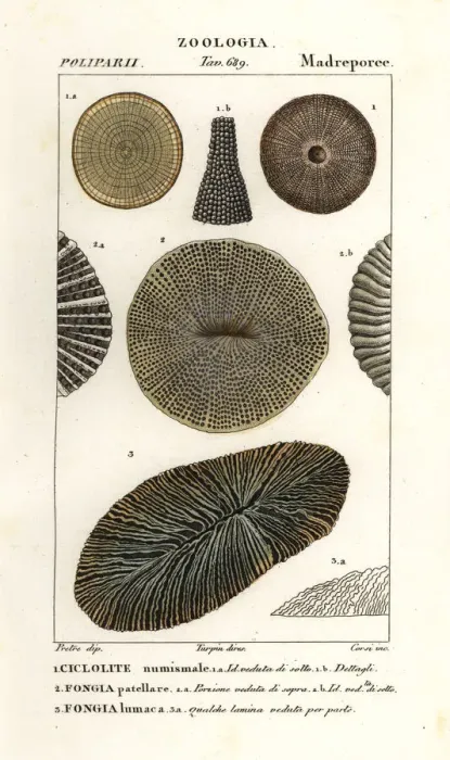 Framed Print : Extinct fossil coral Palaeocyclus porpita 1, and Fungia Framed Print : Extinct fossil coral Palaeocyclus porpita 1, and Fungia