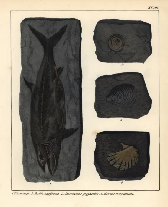 Framed Print : Extinct fossil fish Thryssops, and shells Patella Framed Print : Extinct fossil fish Thryssops, and shells Patella