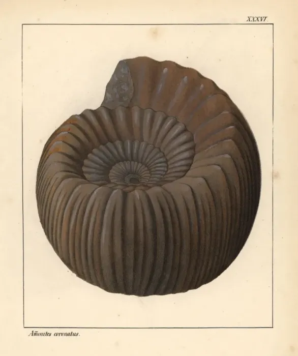 Framed Print : Extinct fossil gastropod: Ammonites coronatus Framed Print : Extinct fossil gastropod: Ammonites coronatus