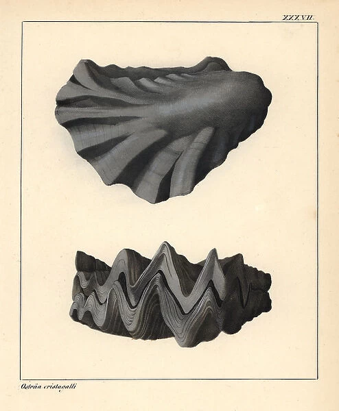 Extinct fossil oyster, Ostraa cristagalli