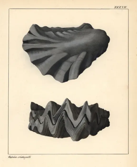 Framed Print : Extinct fossil oyster, Ostraa cristagalli Framed Print : Extinct fossil oyster, Ostraa cristagalli