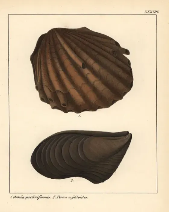 Framed Print : Extinct fossil oyster, Ostraa pectiniformis Framed Print : Extinct fossil oyster, Ostraa pectiniformis