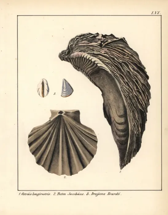 Framed Print : Extinct fossil of an oyster Ostraea longirostris Framed Print : Extinct fossil of an oyster Ostraea longirostris