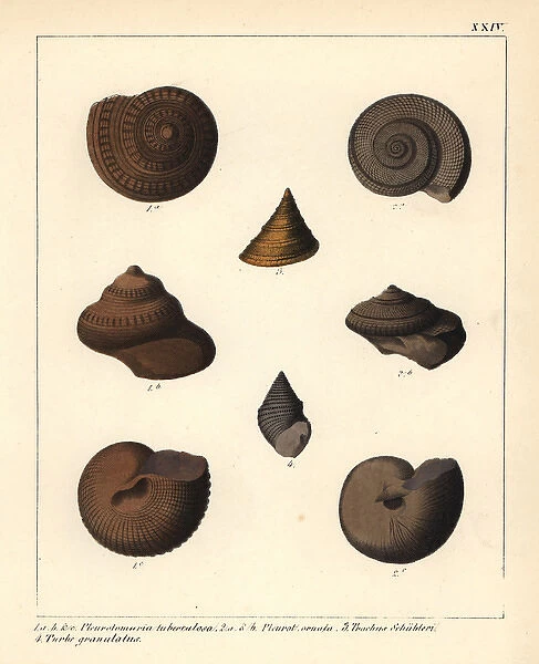 Extinct fossil sea snails