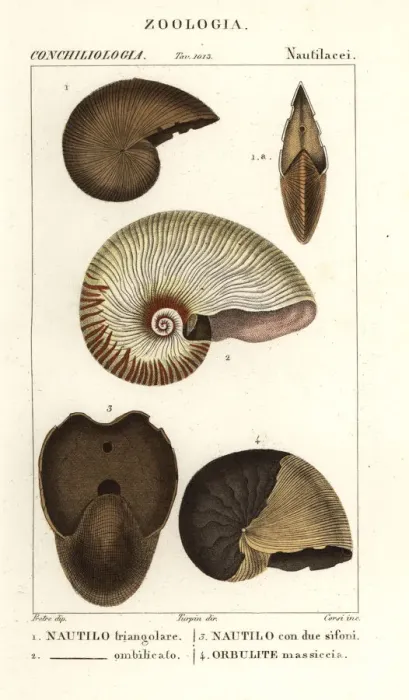 Framed Print : Extinct fossil shells Framed Print : Extinct fossil shells