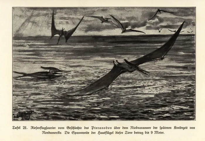 Framed Print : Extinct giant Pterosaurs, Pterandodon genus, Cretaceous Framed Print : Extinct giant Pterosaurs, Pterandodon genus, Cretaceous
