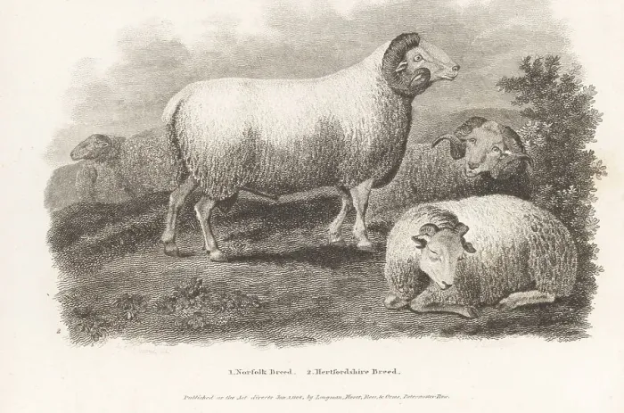 Framed Print : Extinct Hertfordshire sheep Framed Print : Extinct Hertfordshire sheep