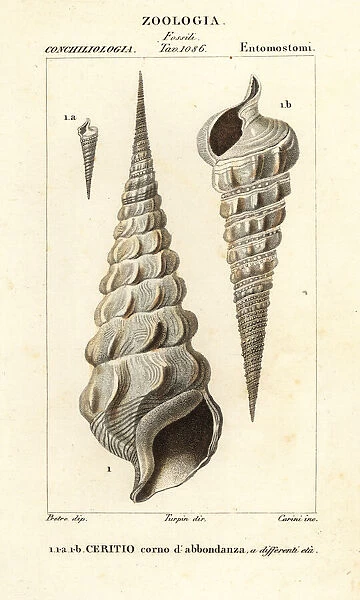Extinct horn of plenty cerith shell, Cerithium cornucopia