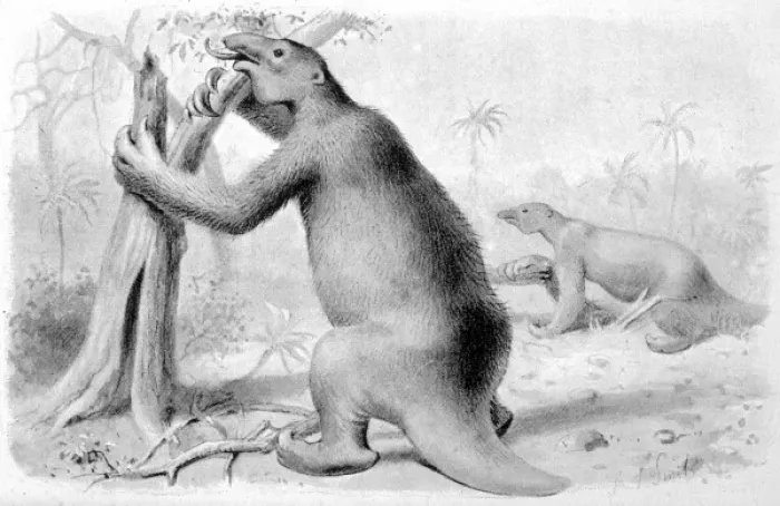 Framed Print : Extinct / Megatherium Framed Print : Extinct / Megatherium