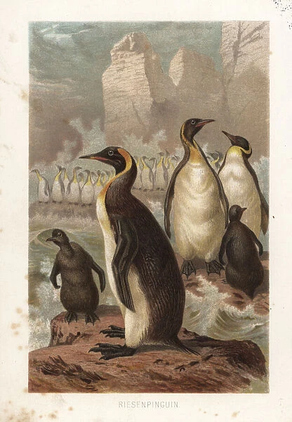Extinct New Zealand giant penguin