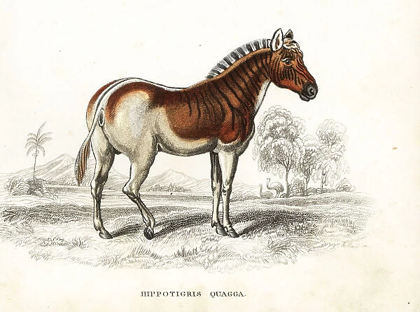 Extinct quagga, Equus quagga quagga