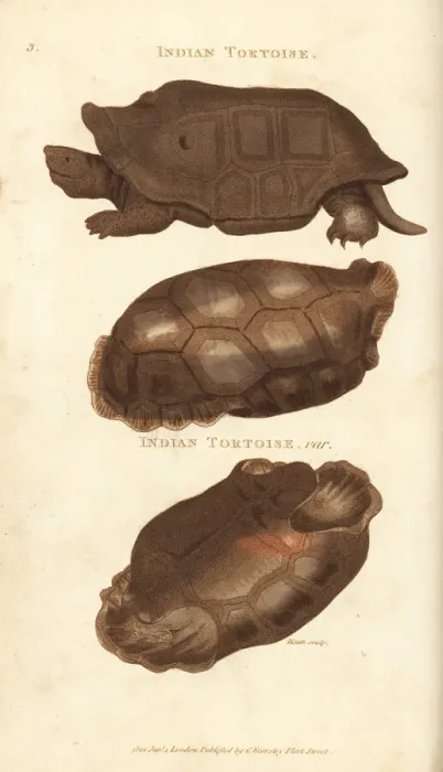 Framed Print : Extinct Reunion giant tortoise and saddle-backed Framed Print : Extinct Reunion giant tortoise and saddle-backed