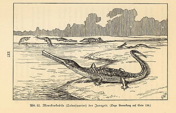 Extinct sea crocodile, Teleosaurus genus, Jurassic period