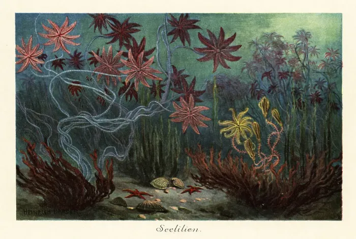 Framed Print : Extinct sea lilies or crinoids, Crinoidea, on the seabed Framed Print : Extinct sea lilies or crinoids, Crinoidea, on the seabed