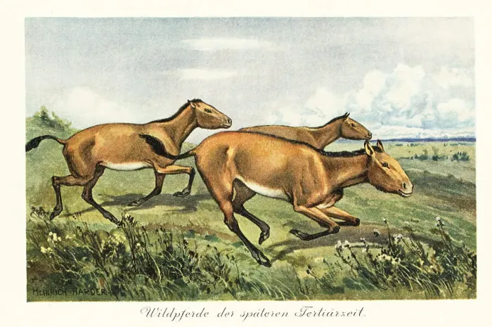Framed Print : Extinct wild horses of the late Tertiary Framed Print : Extinct wild horses of the late Tertiary