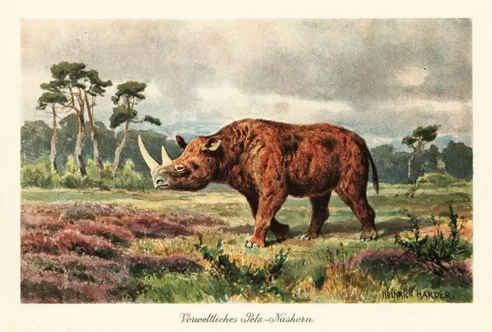 Framed Print : Extinct woolly rhinoceros on the steppes Framed Print : Extinct woolly rhinoceros on the steppes
