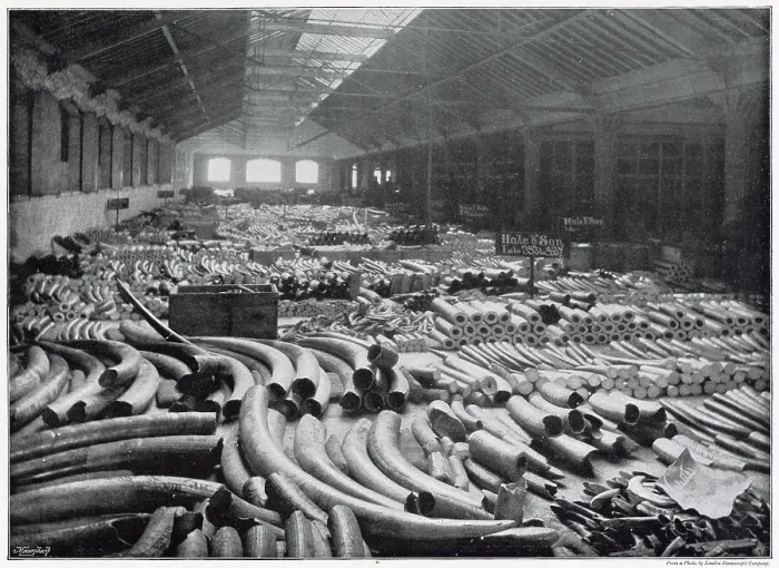 Framed Print : Extraordinary view of an entire floor of ivory in a huge warehouse, a portion of the ivory came from Asia, but the better bulk was imported from Africa Framed Print : Extraordinary view of an entire floor of ivory in a huge warehouse, a portion of the ivory came from Asia, but the better bulk was imported from Africa