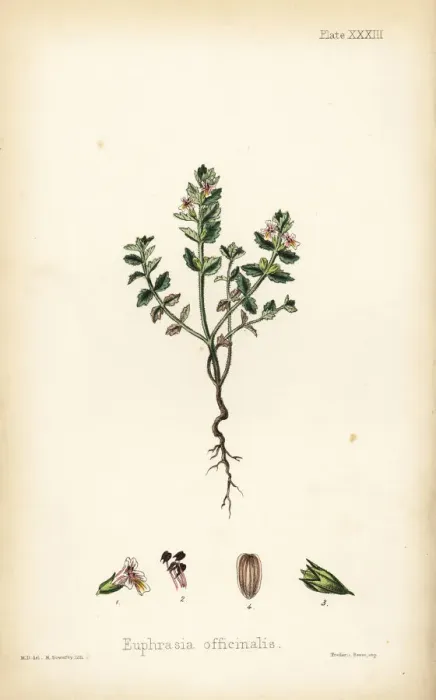 Framed Print : Eyebright, Euphrasia officinalis Framed Print : Eyebright, Euphrasia officinalis