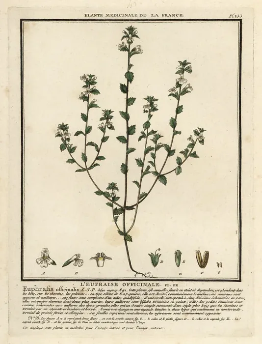 Framed Print : Eyebright, Euphrasia rostkoviana Framed Print : Eyebright, Euphrasia rostkoviana
