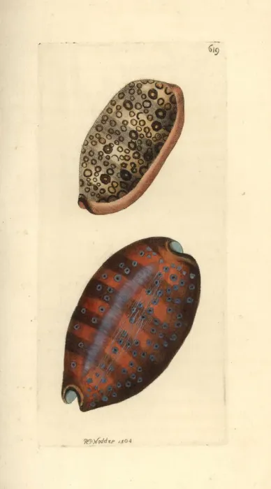 Framed Print : Eyed cowry and lynx cowry Framed Print : Eyed cowry and lynx cowry