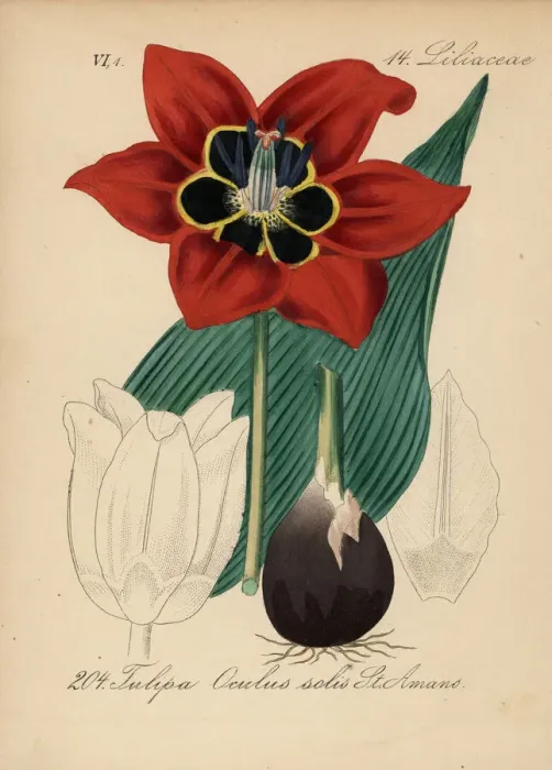 Framed Print : Eyed tulip, Tulipa agenensis Framed Print : Eyed tulip, Tulipa agenensis