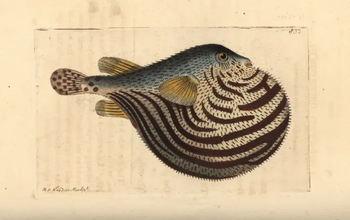 Framed Print : Fahaka pufferfish, Tetraodon lineatus Framed Print : Fahaka pufferfish, Tetraodon lineatus