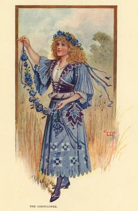 Framed Print : Fairies of the Garden - The Cornflower