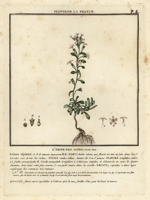 Framed Print : Fairy foxglove, Erinus alpinus Framed Print : Fairy foxglove, Erinus alpinus