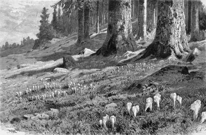 Framed Print : FAIRY RING