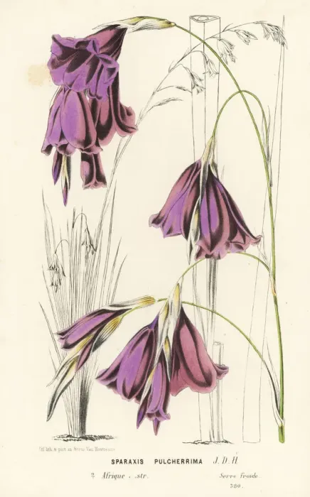 Framed Print : Fairybells, Dierama pulcherrimum Framed Print : Fairybells, Dierama pulcherrimum