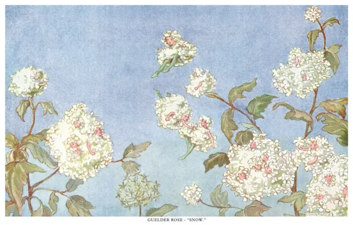 Framed Print : Fairyland. Guelder Rose - Snow. The language of fairies and plants Framed Print : Fairyland. Guelder Rose - Snow. The language of fairies and plants