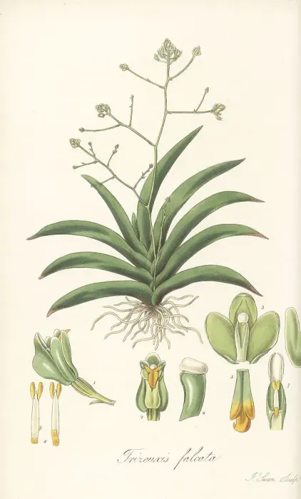 Framed Print : Falcate trizeuxis orchid, Trizeuxis falcata Framed Print : Falcate trizeuxis orchid, Trizeuxis falcata