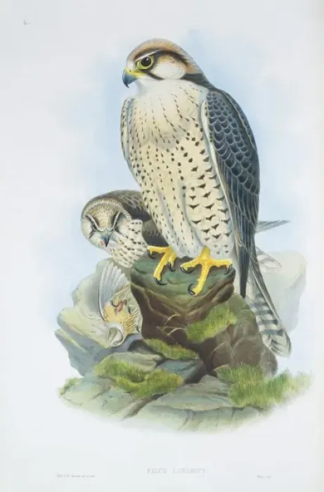 Framed Print : Falco biarmicus, lanner falcon Framed Print : Falco biarmicus, lanner falcon