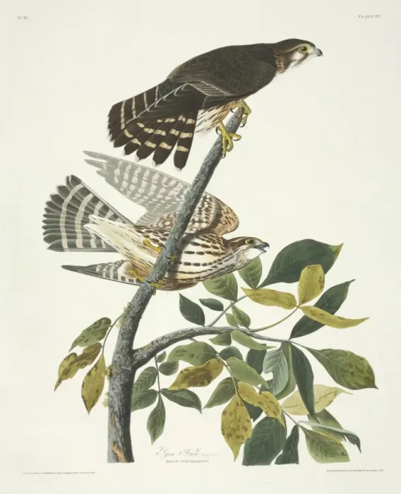 Framed Print : Falco columbarius, merlin Framed Print : Falco columbarius, merlin