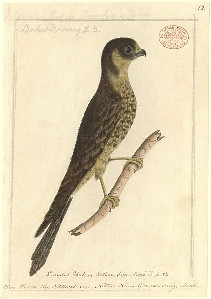 Falco longipennis, Australian hobby
