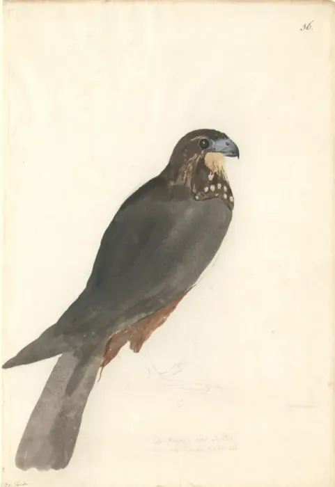 Framed Print : Falco novaeseelandiae, New Zealand falcon Framed Print : Falco novaeseelandiae, New Zealand falcon