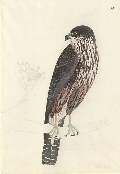 Falco novaeseelandiae, New Zealand falcon
