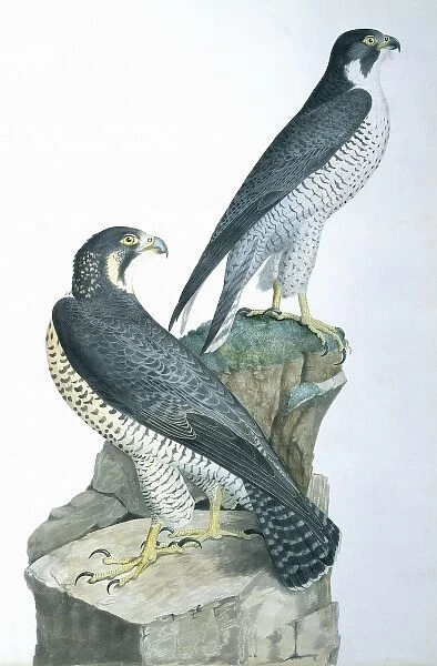 Falco peregrinus, falcon