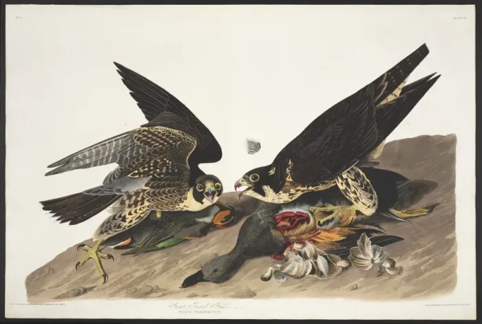 Framed Print : Falco peregrinus, peregrine falcon Framed Print : Falco peregrinus, peregrine falcon