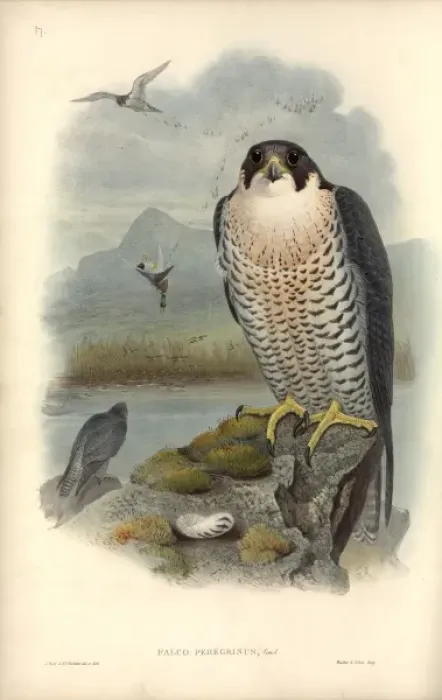 Framed Print : Falco peregrinus, peregrine falcon Framed Print : Falco peregrinus, peregrine falcon